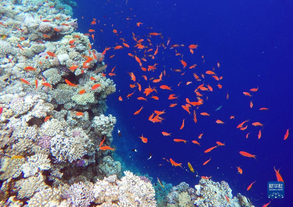海洋之神组队